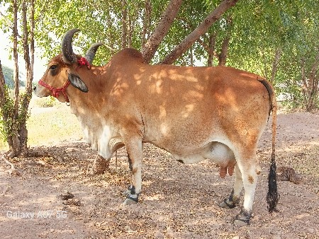 ગાય વેચવાની છે