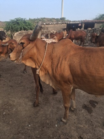 ગાય વેચવા ની છે