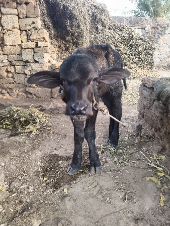 પાડો છે