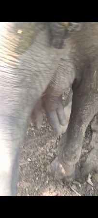 ભેશ વેશવાની