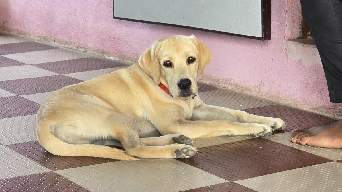 વેચવાનો છે