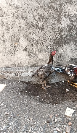 અસીલ મુરઘી વેચવાની છે