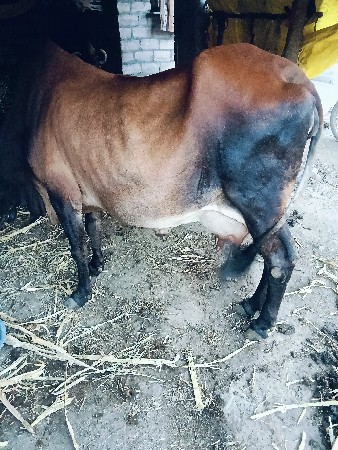 ઞાય