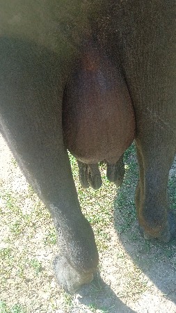 ભેસ વેચવાની છે