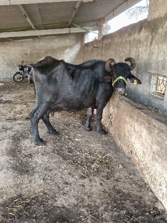 5 મુ વેતર વ્યાસે