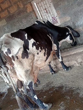 hf ગાય દેવાની છે