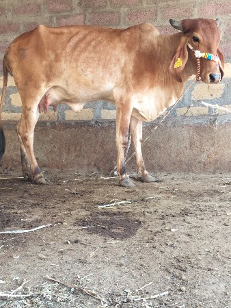 ગાય દેવાનિછે