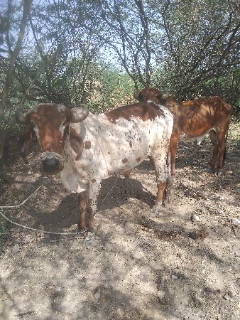 બળદ વેચવાના છે