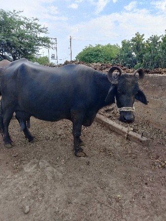 ભેંસ વેચવાની છે