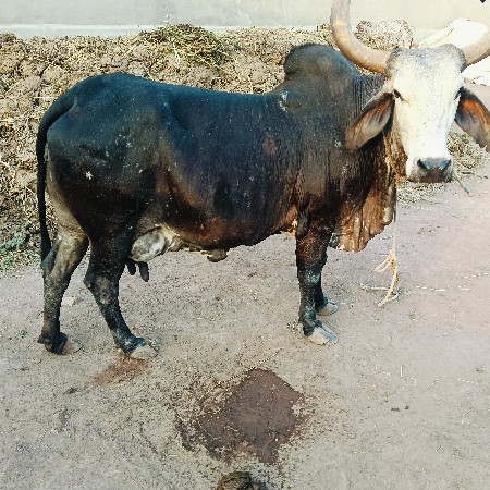 બે ગાયુ વેચવાનિ છે