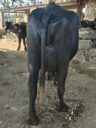 ભેંસ વેચવાની છે