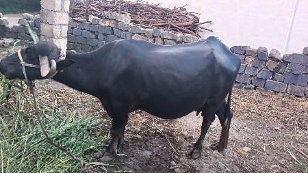 20 દિવસ પસી જન્મ થસે