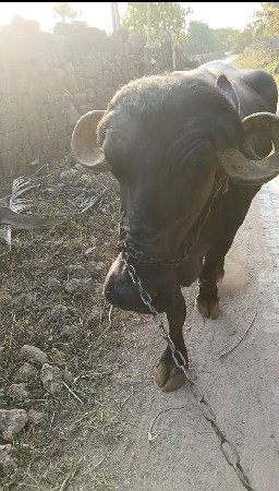 પારેટ ભેંસ