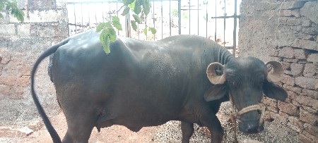 ભેંસ વેચવાની છે
