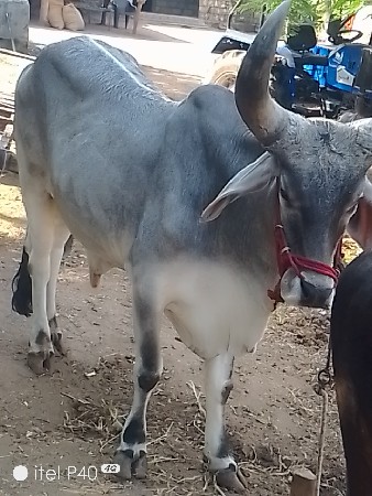 બળદ વેચવાના છે