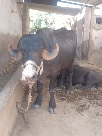 ખડેલી વેચવાની છે