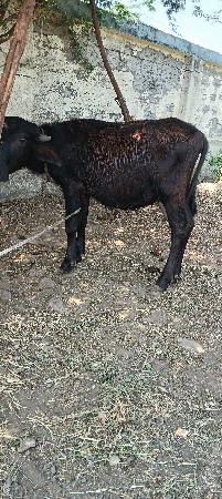પોરબંદર જિલ્લો દોઢ વર્ષની પાડી વેચ