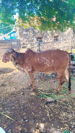 gir vasadi vesavani se khabari