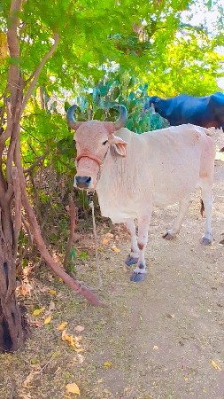 ગાય નાસાટા કરવા છે ખડેલી કે પાડીયુ
