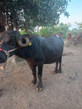 ખડેલી વેચવાની છે બધી જવાબદારી થી
