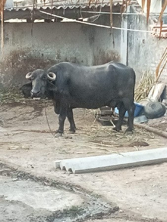 આ ભેશ‌ વેચવાની છે