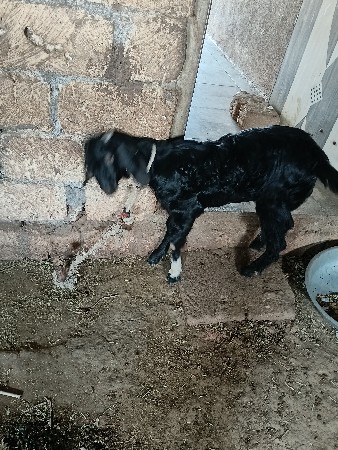 બકરી વેચવાની છે