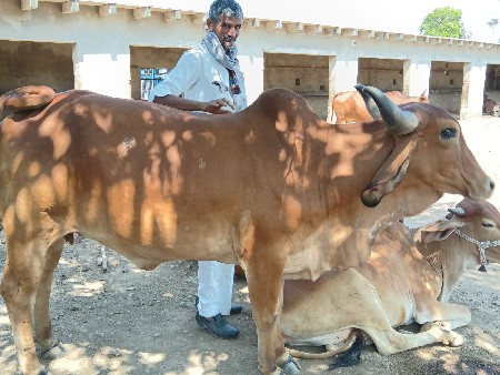 પેલું વેતર ગાભણી છે