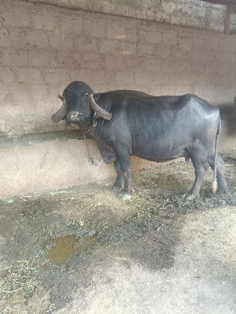 ભેસદેવાનીસે