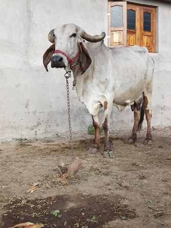 ગાય સુખી થાય ત્યા આપવાની છે
