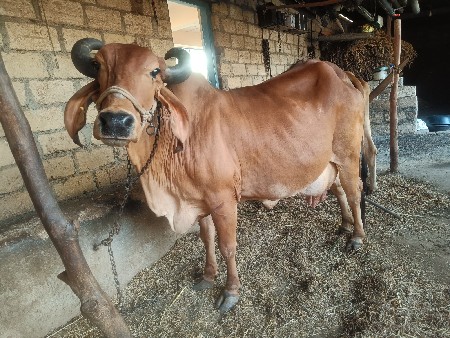 દેશી સોજી ગાય