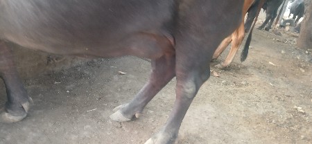 ભેંસ  વેચવાનીછે અથવા સાટાપારવા
