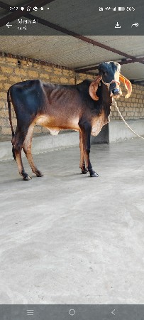 ગીર વાછડી વેચવાની છે