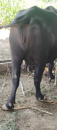 ભેસ