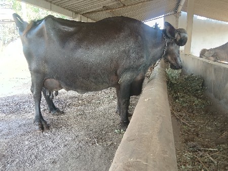 ભેસ