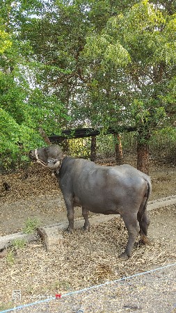 ભેંસ વેચવાની સે