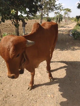 ગાય