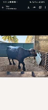 ઓરીજનલ જાફરી ખડાઈ વેચવાની છે