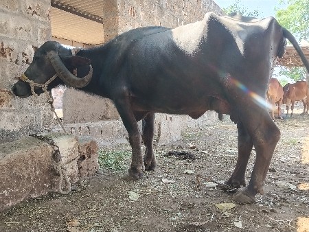 ભેશ વેચાની છે