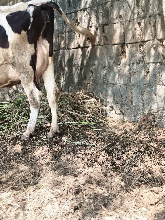 એસ એફ ગાય વેચવાની છે
