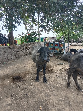 પાડો વેસવો છે
