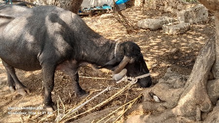 મિત્રો ભેંસ વેચવાની છે