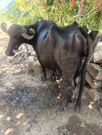 ભેંસ વેચવાની છે