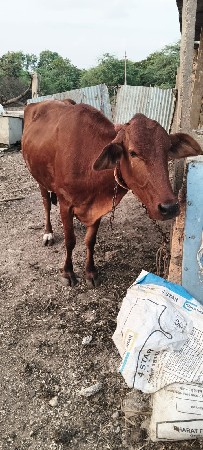 પેલું વેતર