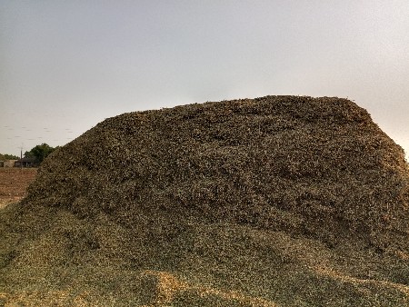 માંડવી નો પાલો
