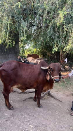 ગીર ગાય વેચવાની છે