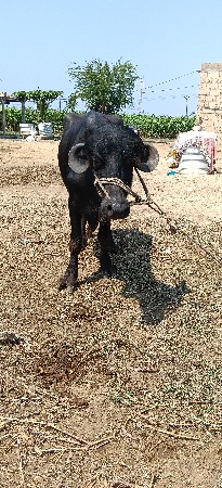 જાફરાબાદી ખડેલું શે