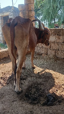 બળદ