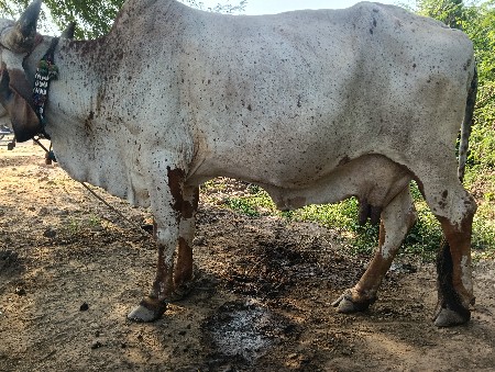 15 દિવસની વાત છે