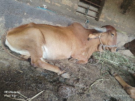 ગિર હોડકી