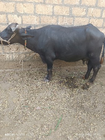 ભેસ વેચવાની છે